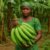 Banana –  Bunch